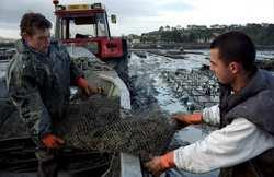 Study context Shellfisheries play a major economic role in French aquacultural production.
