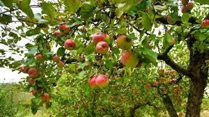 Apple trees stumps feeding biomass boiler The small municiplity of CLOZ decided to transform this problem in an opportunity: - Constructed a