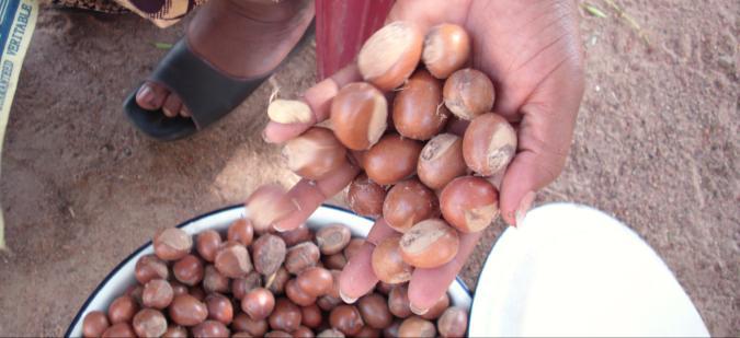 A closer look: A women-oriented PRC Radio Jigiya, a community radio station based in the Zégoua region of Mali, ran a PRC on improvements in the production and processing of shea nuts into marketable