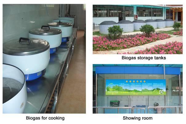 treat cow dung, the biogas