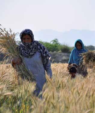 In addition, the average family sold almost one-third of their harvest, generating USD 116 of cash income. The total cost of FAO s rabi wheat intervention was around USD 54 million.