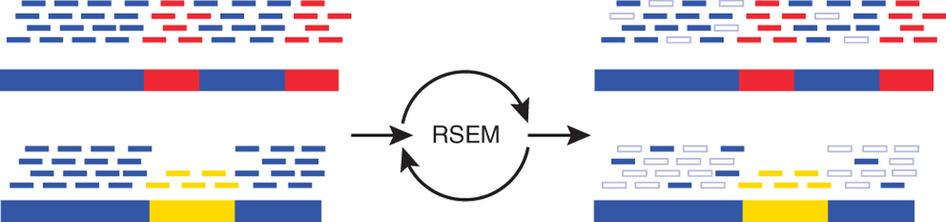 RSEM assign ambiguous reads based on unique reads mapped to the same transcript.