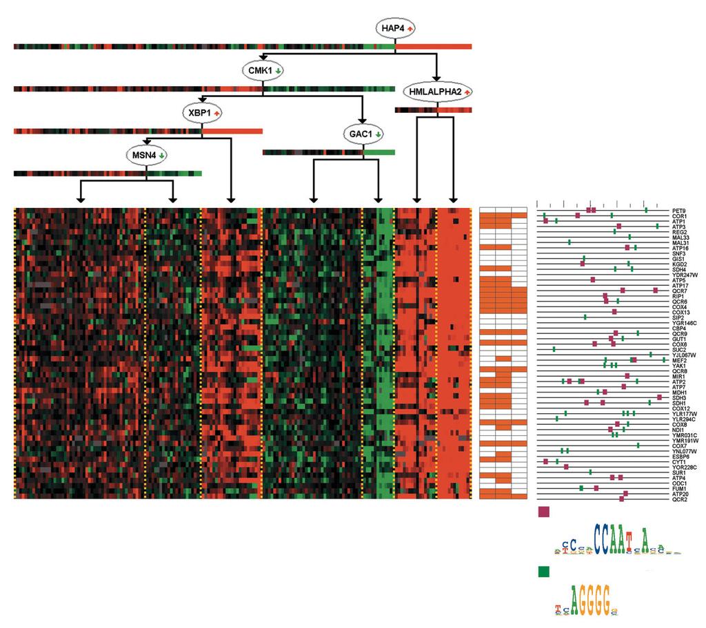 Figure 3 The respiration and carbon regulation module (55 genes). (a) Regulation tree/program.
