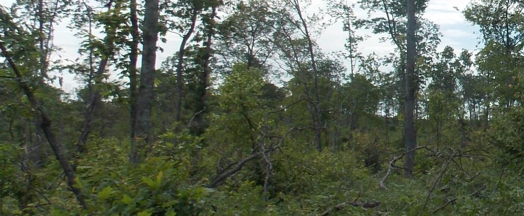 Natural Resources Conservation Service TARGETING BY STATE New Jersey Forest Stand Improvement. NRCS is working with landowners to create forest openings in an even-aged stand.