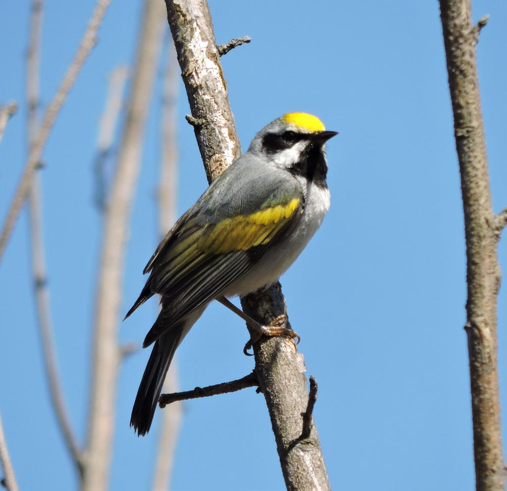 Natural Resources Conservation Service WLFW FY17-21 CONSERVATION STRATEGY 2 The golden-winged warbler (Vermivora chrysoptera) is one of many spectacular warblers breeding in the deciduous forests of