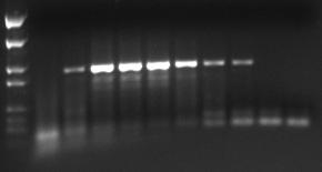 Pilot Experiment to Determine the Optimal Cell Concentration for HeLa Cells The indicated amounts of HeLa cells per μl Cell Lysis II Buffer were used in the Cells-to-cDNA II pilot experiment to