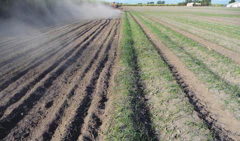 Mechanical cultivation is an effective control strategy only if conditions remain dry after the tubers are brought to the surface.