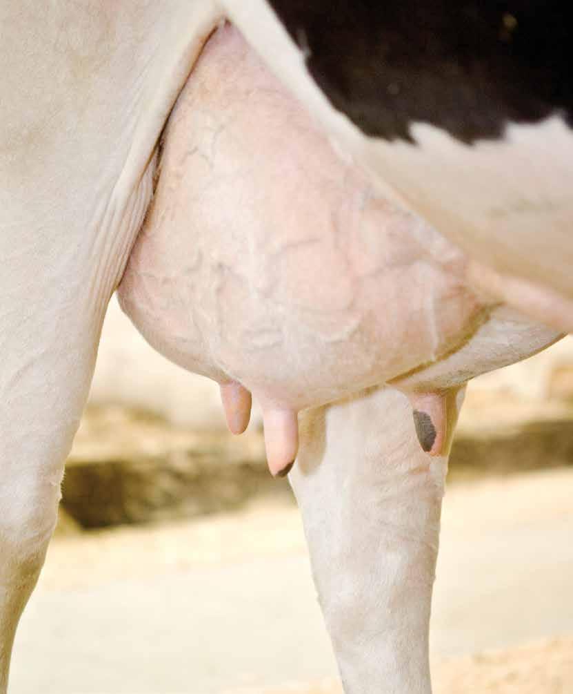 Herd Navigator is able to detect acute mastitis before physical signs are visible. Udder health mastitis Each undetected case of mastitis may cost up to EUR 240 in milk losses.