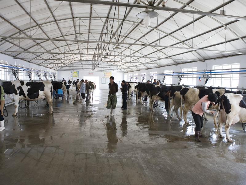 The Tied Up Customer Segment China 5 Tied Up Dairy Farmers Snap Shot China