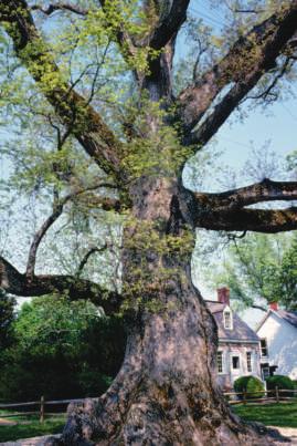 Then in 2002, it fell down in a big storm. 6 Oak trees can live for hundreds of years.