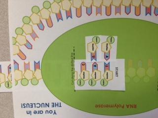 7 Move to the next DNA nucleotide and find the matching RNA nucleotide.