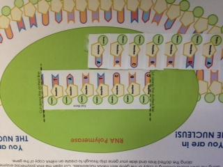 8 As you move down the CFTR gene, slide it through the RNA polymerase.