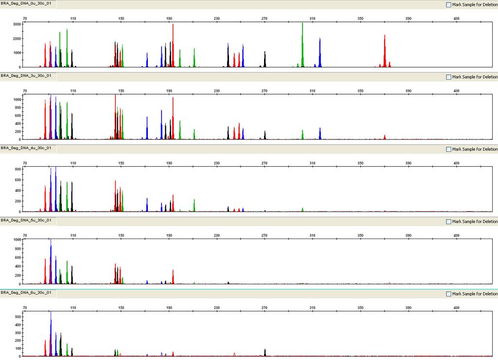 Chapter 5 Experiments and Results 0 U DNase I 3 U 4 U 5 U 6 U Figure 18 Amplification of Raji DNA samples sonicated and incubated with increasing doses of DNase I.