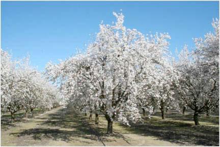 UNIVERSITY OF CALIFORNIA COOPERATIVE EXTENSION AGRICULTURE AND NATURAL RESOURCES AGRICULTURAL ISSUES CENTER 2016 SAMPLE COSTS TO ESTABLISH AN ORCHARD AND PRODUCE ALMONDS SAN JOAQUIN VALLEY NORTH