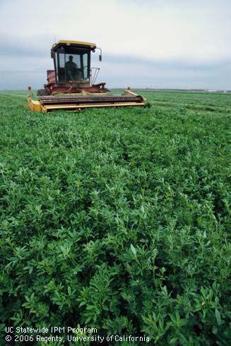 UNIVERSITY OF CALIFORNIA COOPERATIVE EXTENSION 5 SAMPLE COSTS TO ESTABLISH AND PRODUCE ALFALFA HAY In The Sacramento Valley and Northern San Joaquin Valley Flood Irrigation Prepared by: Rachael Long
