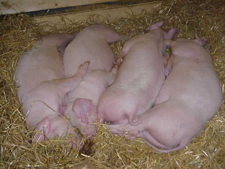 fi Sikava: 90 % of swine