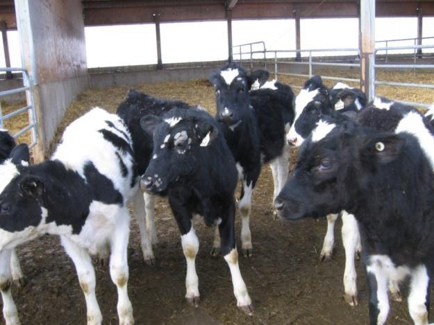 Vets DATA OUT, NASEVA AND SIKAVA - Vet intra: special news or announcements only to vets - Access to all data of the farms the vet has a health care contract with Slaughterhouses / dairies - Access