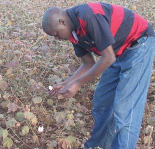 4 OFAB 77-10th November 2014 Declining Cotton Industry: A Case Study of Mwea Ginnery Open