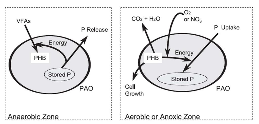 Enhanced Biological Phosphorus Removal Successful bio-p removal depends on: - Anaerobic conditions (zero