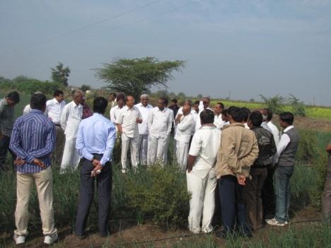 Therefore all farmers involved in the project were interested for implement the new cultivation practices for white onion crop.