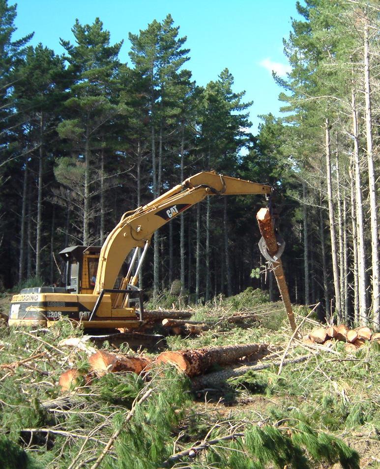 Harvesting Radiata Pine is harvested by skilled logging