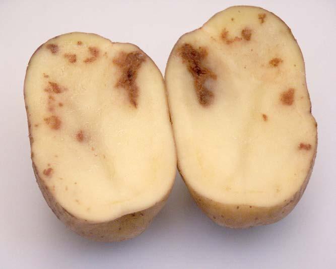 wilting ) in potato