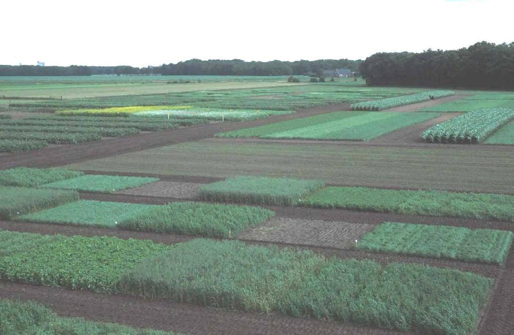 M. chitwoodi experimental field, Smakt 2002 Dream: Green manure summer and autumn