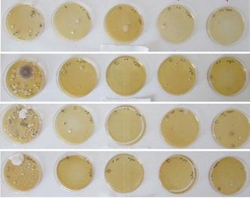 The test, carried out indoors in an approximately 35m 3 space, consisted in contaminating agar culture media, both sterile and inoculated with the selected microorganisms in Petri dishes.