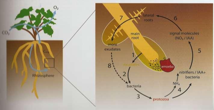 Root Exudates and the Rhizosphere