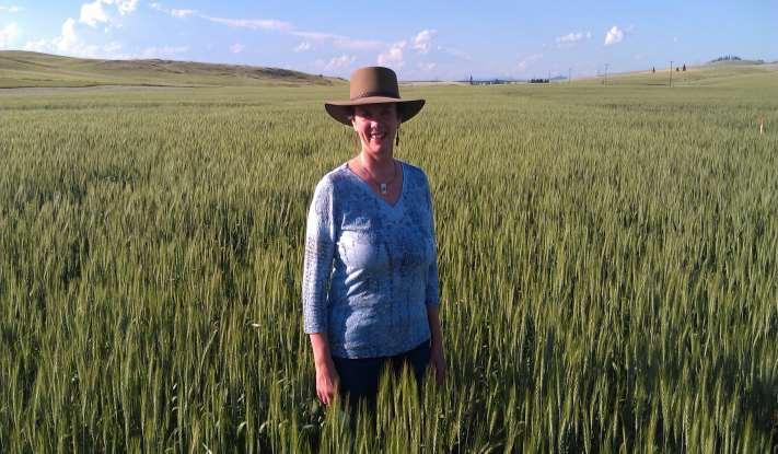 A healthy wheat crop on