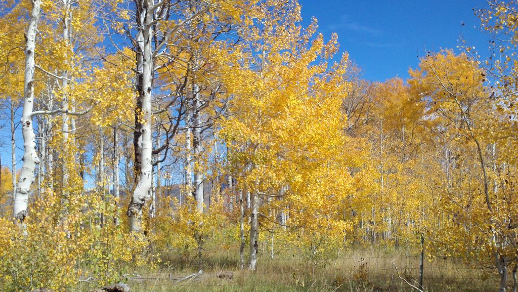 The Regeneration of Aspen Stands in Southern Utah By: Justin Britton, Justin DeRose, James Long, Karen Mock, Darren McAvoy Background Quaking aspen (Populus tremuloides) is an important species in