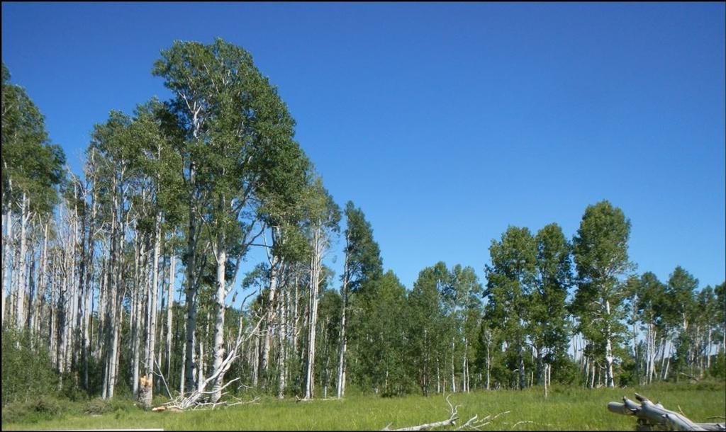 Guidelines for aspen restoration produced by the Utah Forest Restoration Working Group in 2010.