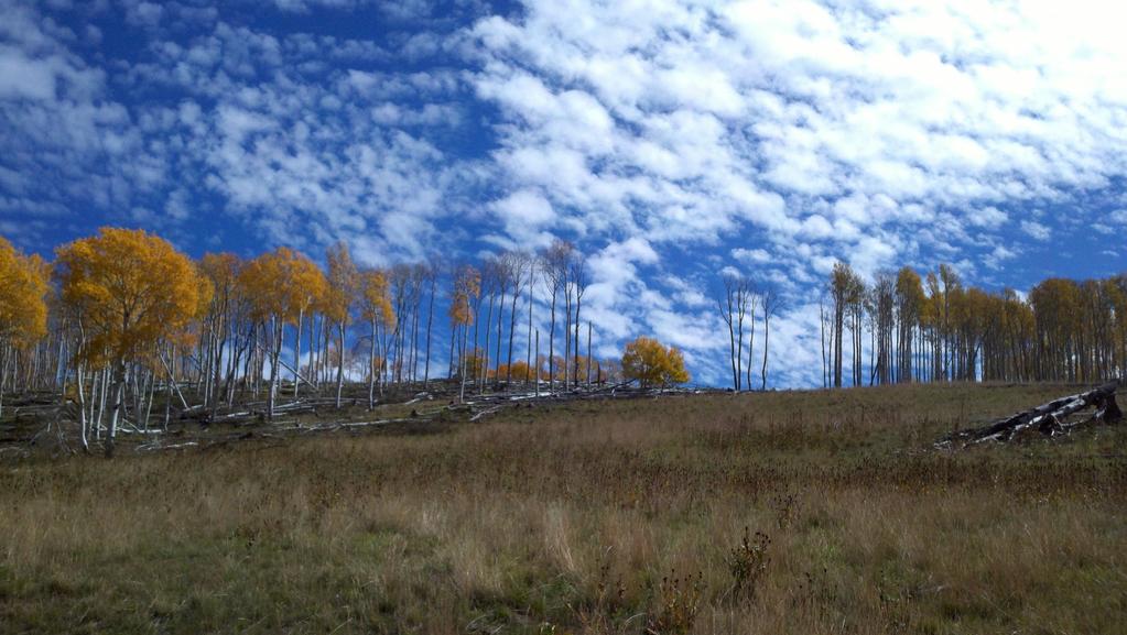 Based on the results of this research, we provide landowners and managers with a simple and effective tool for regenerating aspen stands.