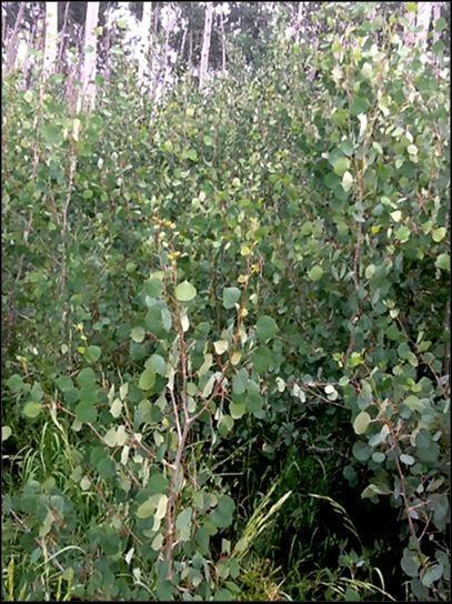 primary factors on aspen, we can recommend practical and effective aspen management strategies.