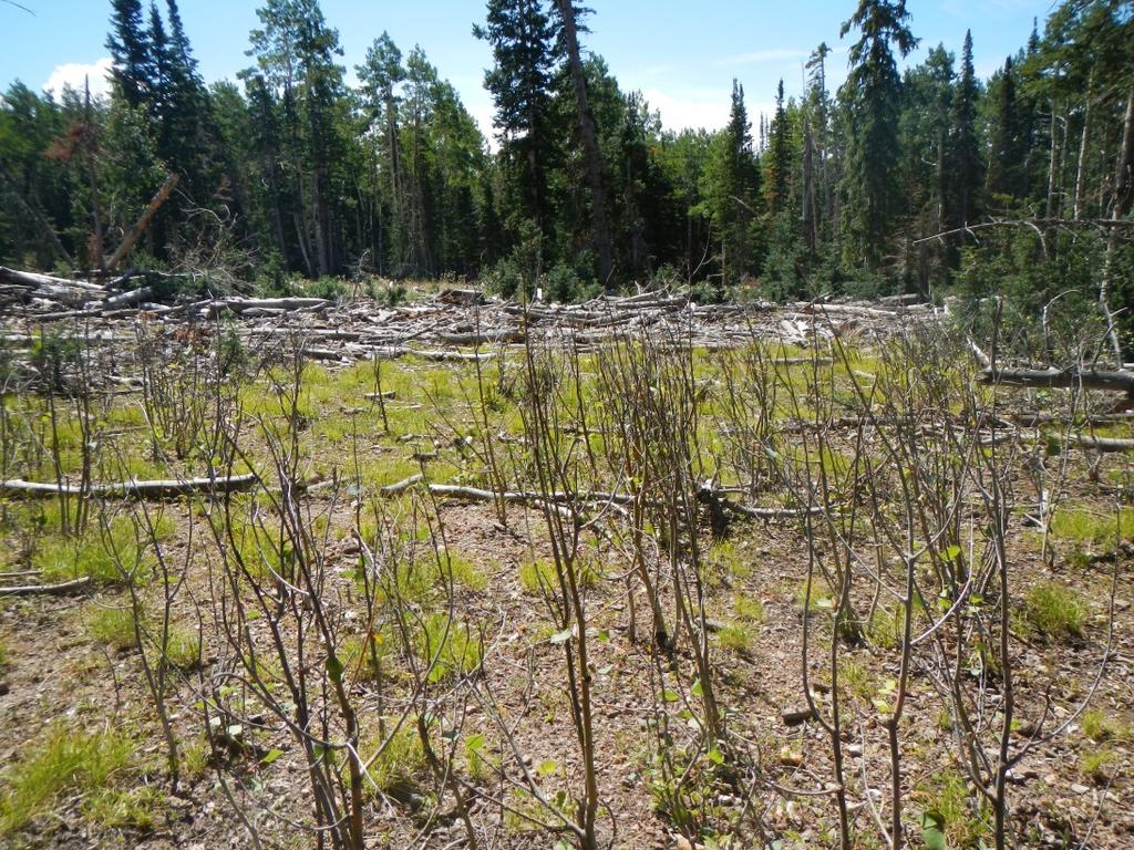 The condition of understory aspen stems can be easily monitored for the presence of browsing by counting the number of stems in a small radius with and without browsed terminal buds.