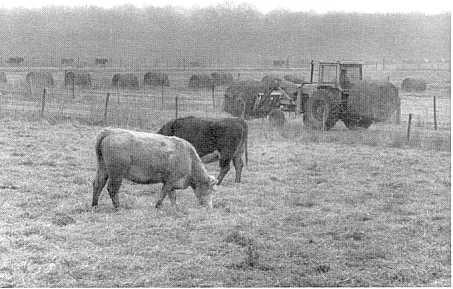 In one study, flushing cows with grain increased the settling rates of spring-calving cows bred after June 1 and fall-calving cows bred after Oec. 15, when they grazed pure stands of fescue.