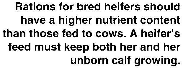 .cows -in the last 90 days of pregnancy and first 90 days of lactation. Heifers nursing their first calves often have low pregnancy rates. Inadequate nutrient intake after calving is often at fault.