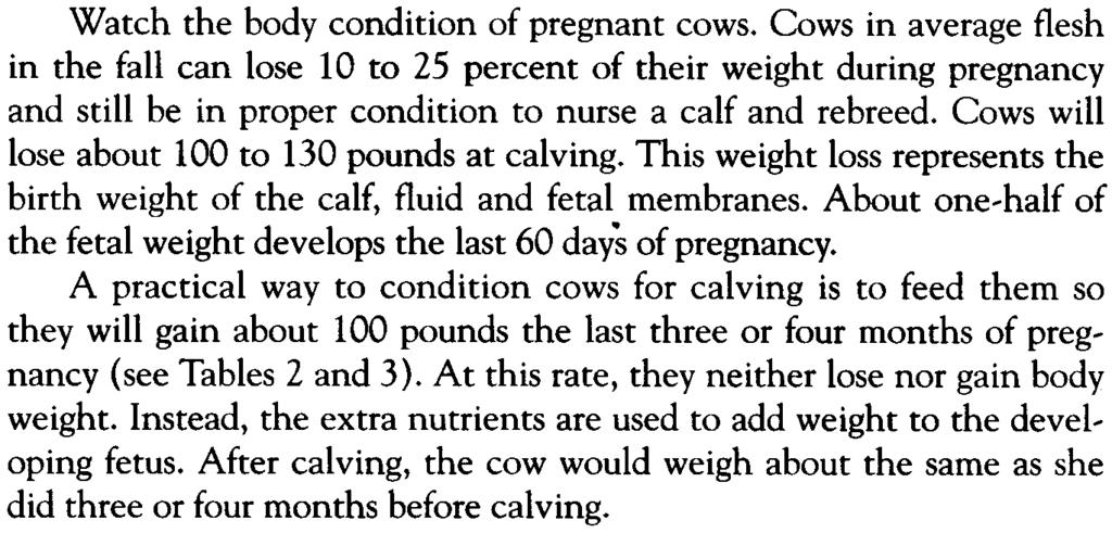Heifers that are thin and undernourished at calving will have poor settling rates.