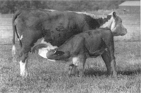 The daily protein and energy (total digestible nutrients, or TON) needed by a cow increases in late pregnancy and increases again after she starts lactating.