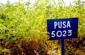 (Pusa 5023) was released in 2012 for cultivation in rainfed and irrigated areas of Delhi and adjoining states in northern India.