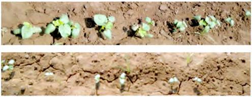 Storability studies indicated springsummer-produced seeds had higher germination, vigour and storability as compared to kharif season. 1.9.