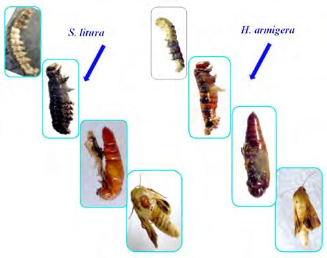 4.2.4 Insect Physiology Three sirnas, viz.