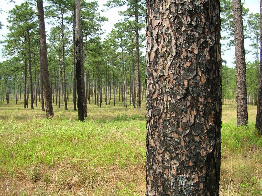 Longleaf Pine Restoration With better understanding of the importance of fire in ecosystem management and political