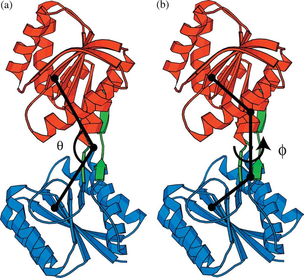 198 Allosteric Transition of the Ribose-binding Protein Figure 2. (a) Definition of the hinge angle q, and (b) definition of the twist angle f.
