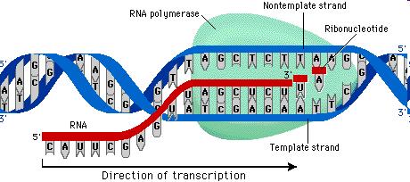 Steps from DNA to Protein: 1. An enzyme binds to DNA and unzips the two strands. DNA opens like a zipper. 2.