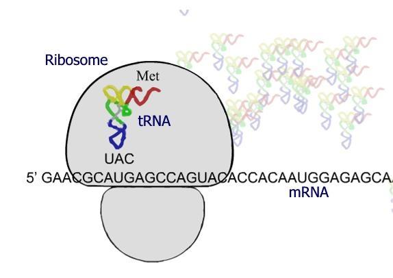 Steps from DNA to Protein 4. Translation: A ribosome attaches to the mrna. Each set of 3 bases, known as a CODON, codes for an amino acid.