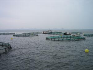 Applications Aquaculture Finfish High CO 2 levels in finfish has been linked to Poor growth and development Poor