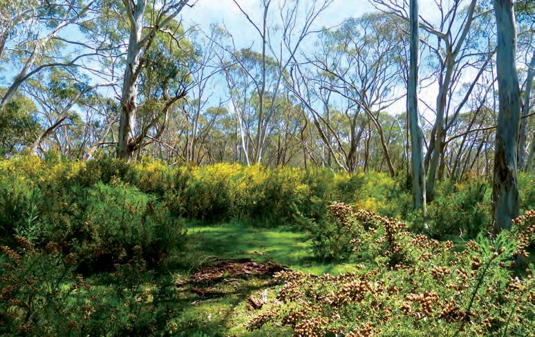 The weed problem Weeds are a serious threat to the Australian environment and economy.
