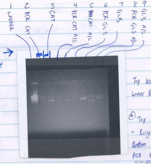 After running this gel, I transformed the DNA into DH5a competent cells according to the aforementioned procedure and spread the cells onto LB/AMP+ agar plates overnight.