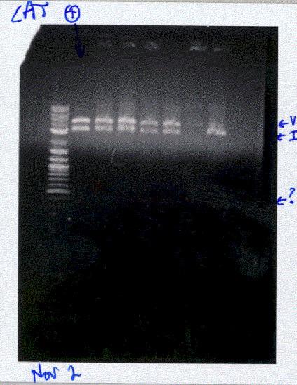 Lane 6 looked promising for the mutation because the insert band looks like it is slightly smaller than the other ones.
